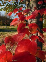/album/parks-etc/tree-3-jpg/